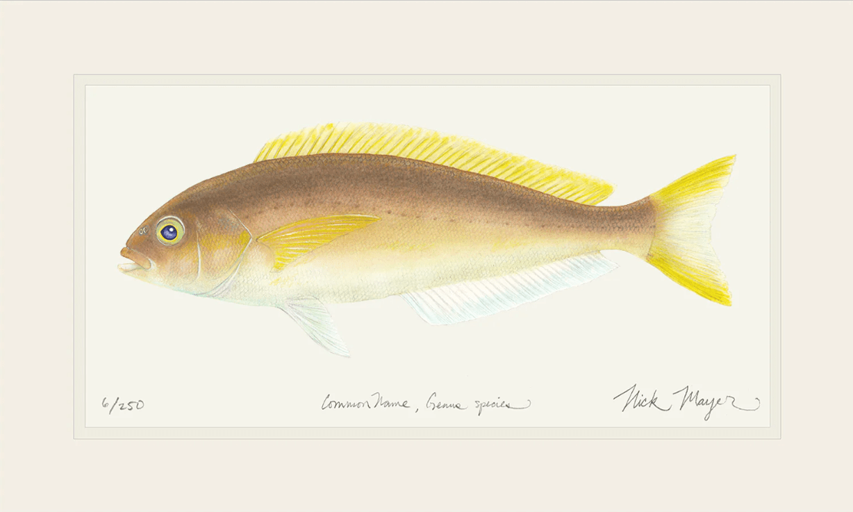 Ocean Whitefish Giclee Print Nick Mayer Inventory