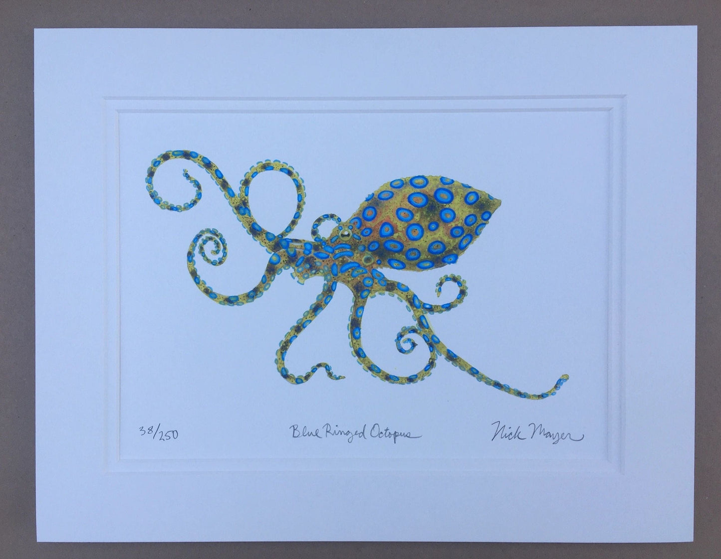 Octopus Giclee Print Nick Mayer Inventory Blue Ring Octopus - 11" x 14"