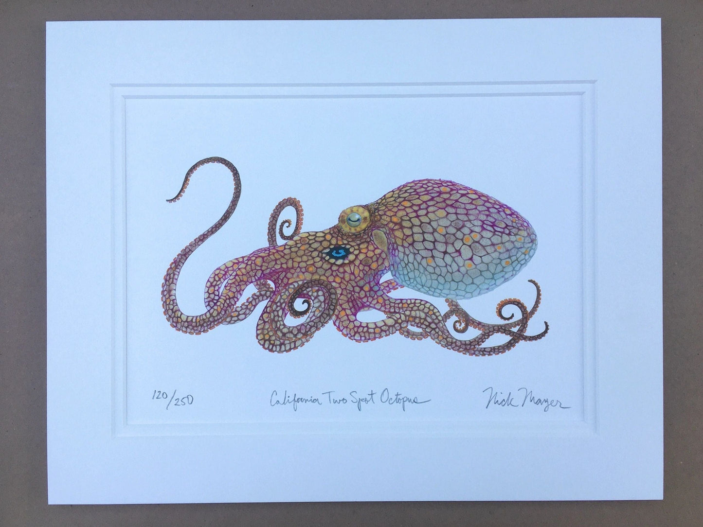 Octopus Giclee Print Nick Mayer Inventory California Two Spot Octopus - 11" x 14"