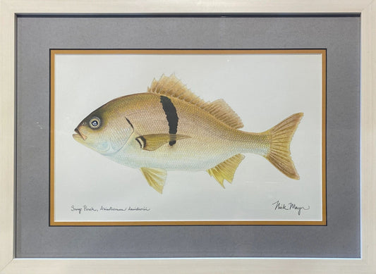 Original Sargo Perch Watercolor Painting Nick Mayer Consignment