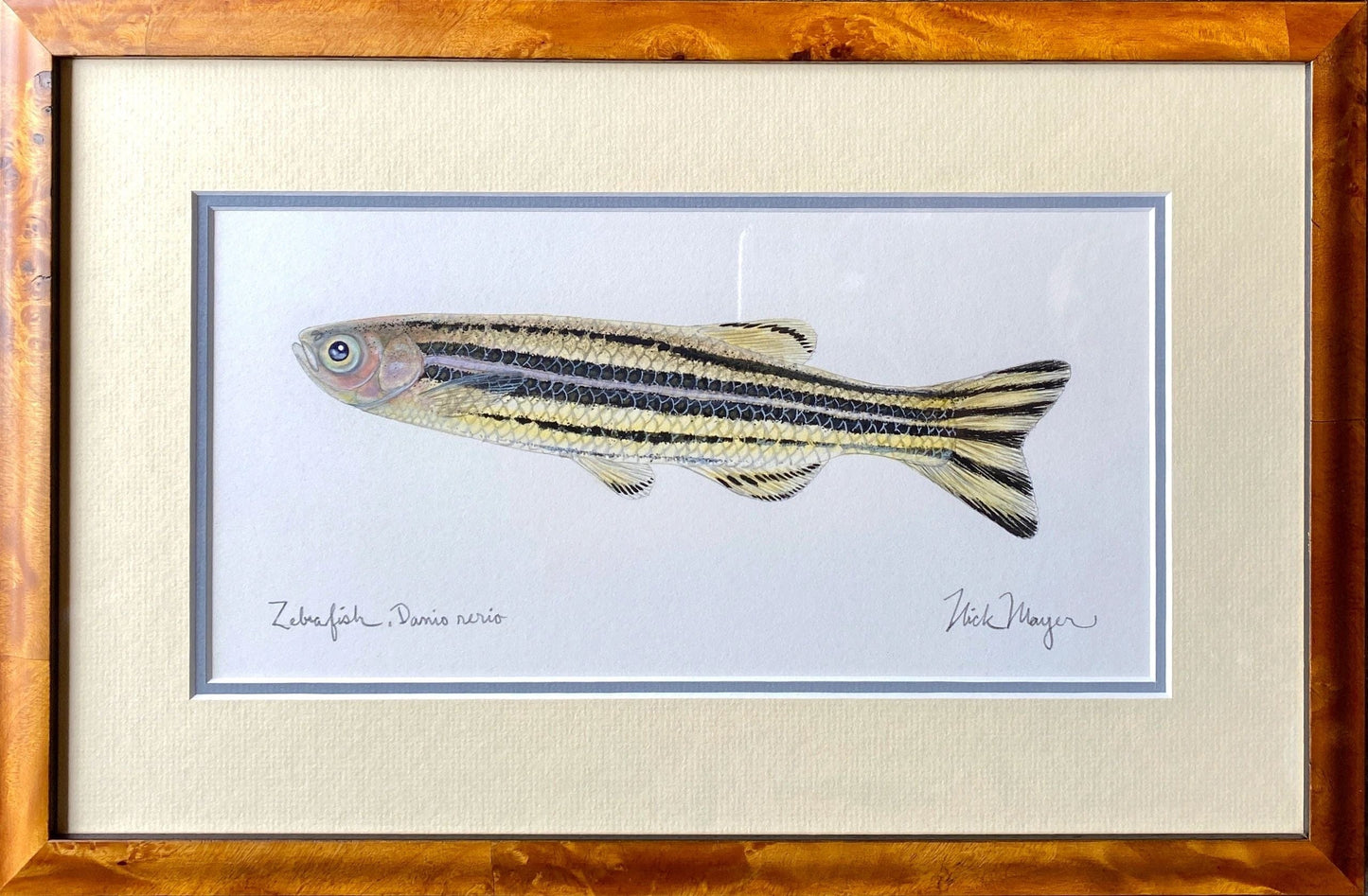 Original "Zebrafish" Watercolor Nick Mayer Consignment