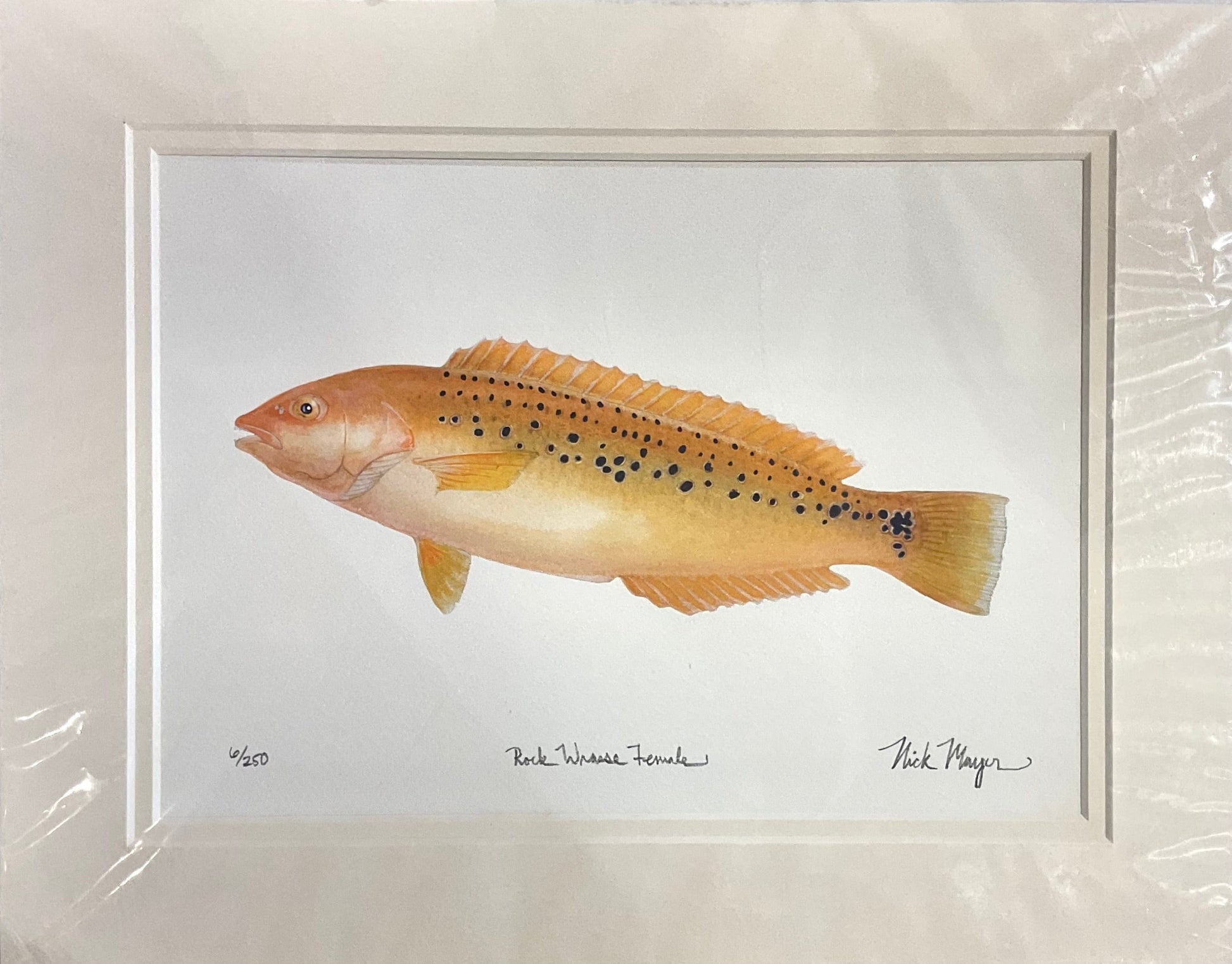 Rock Wrasse Female Giclee Print Nick Mayer Inventory