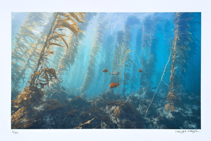 "Santa Barbara Island Kelp Forest" Limited Edition Print Chelsea Mayer Consignment