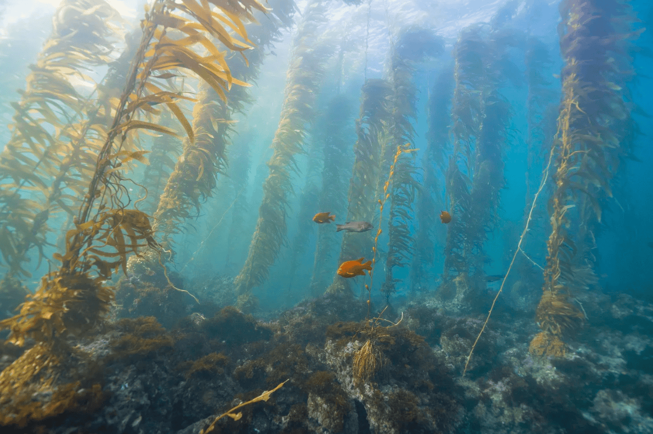 "Santa Barbara Island Kelp Forest" Limited Edition Print Chelsea Mayer Consignment
