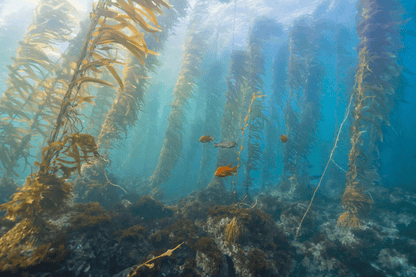 "Santa Barbara Island Kelp Forest" Limited Edition Print Chelsea Mayer Consignment