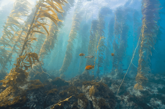 "Santa Barbara Island Kelp Forest" Limited Edition Print Chelsea Mayer Consignment