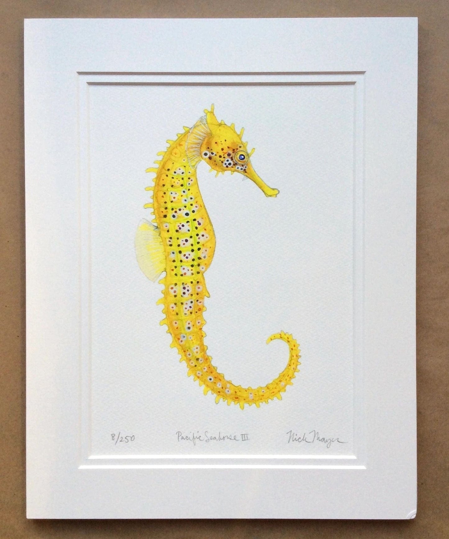 Seahorses & Seadragons Giclee Prints Nick Mayer Inventory Pacific Seahorses 3