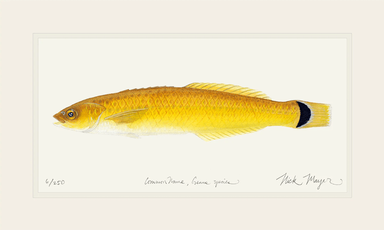 Senorita Giclee Print Nick Mayer Inventory