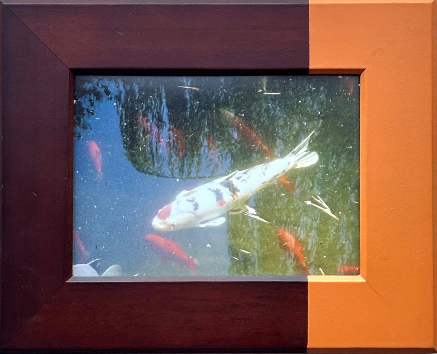 "Shoseian White Fish" Framed Photograph Juls Consignment