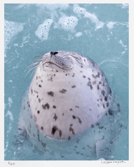 "Snoot" Limited Edition Photograph Chelsea Mayer Consignment