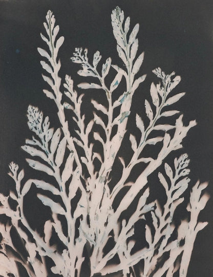 "Stephanocystis Study 3" Cyanotype Toned Print O Poindexter Consignment