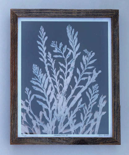 "Stephanocystis Study 3" Cyanotype Toned Print O Poindexter Consignment