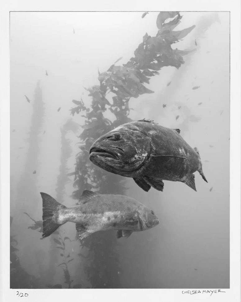 "The Chase" Limited Edition Photograph Chelsea Mayer Consignment