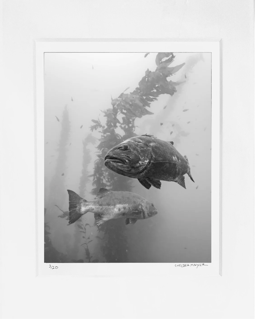 "The Chase" Limited Edition Photograph Chelsea Mayer Consignment