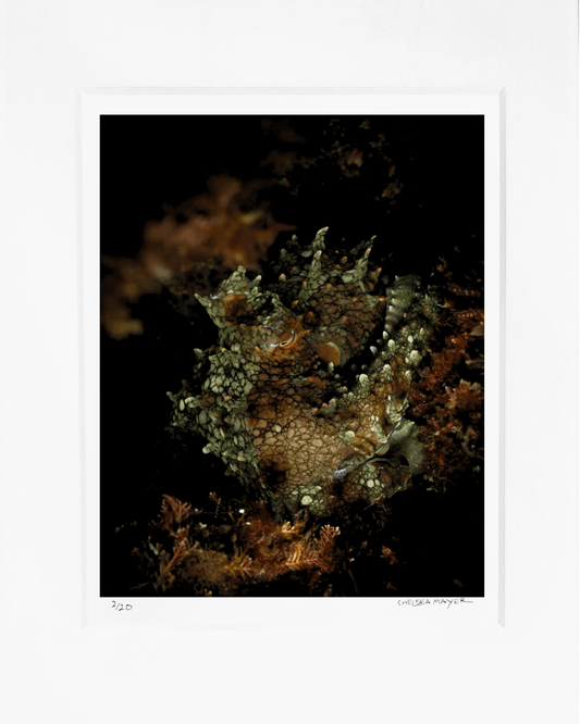 "Two Spot" Limited Edition Print Chelsea Mayer Consignment