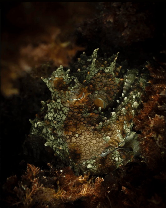 "Two Spot" Limited Edition Print Chelsea Mayer Consignment