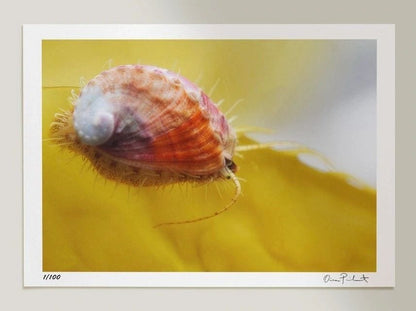 "White Abalone on Kelp Blade" Print O Poindexter Consignment