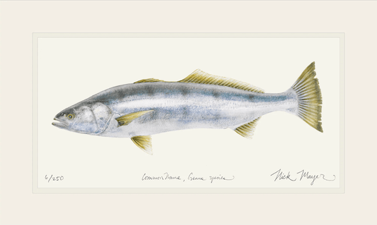 White Seabass Giclee Print Nick Mayer Inventory