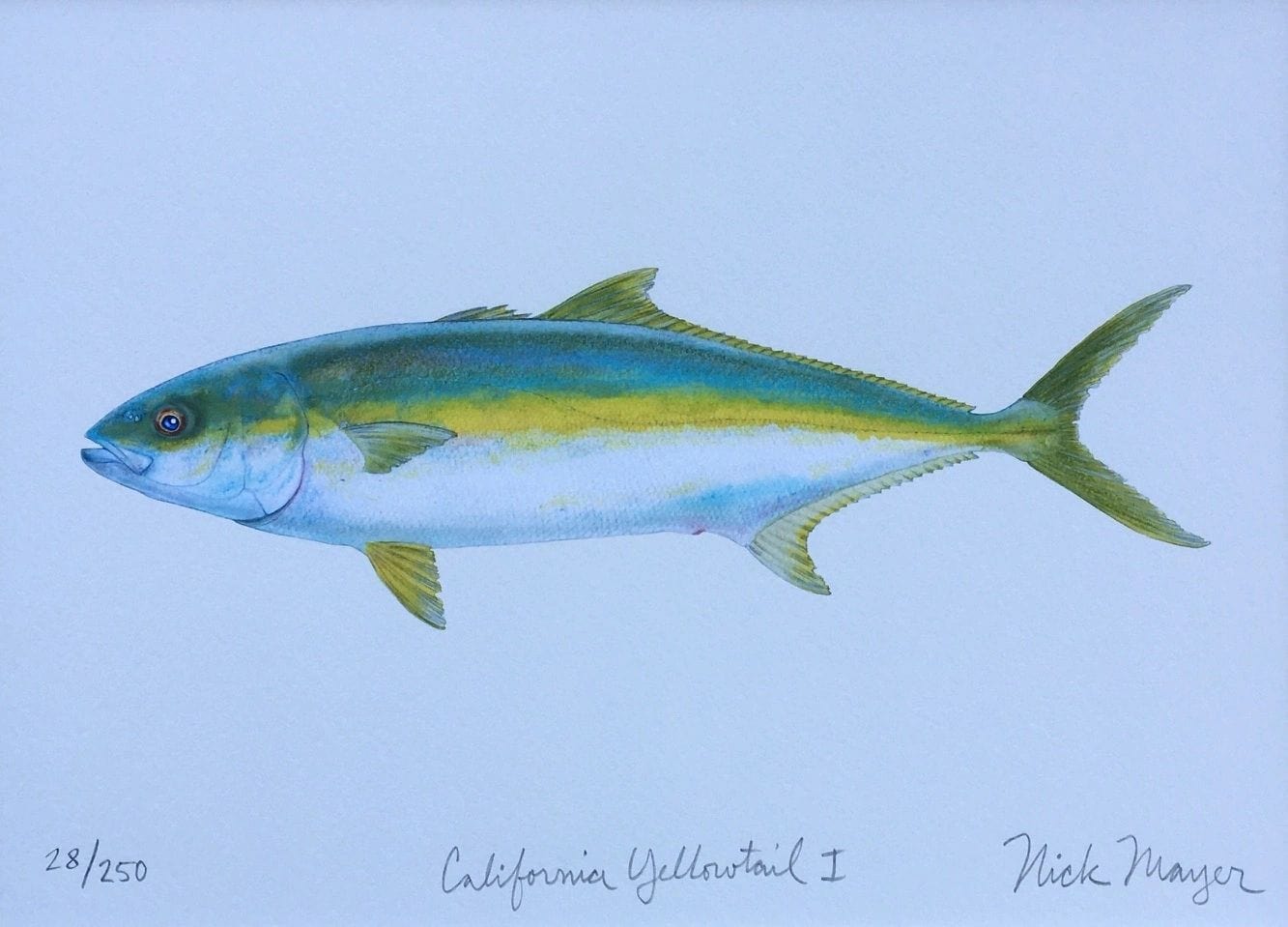 Yellowtail Giclee Print Nick Mayer Inventory