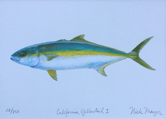 Yellowtail Giclee Print Nick Mayer Inventory