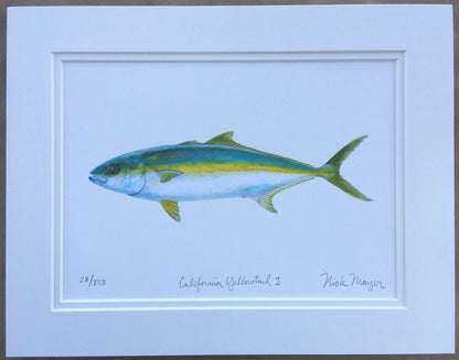 Yellowtail Giclee Print Nick Mayer Inventory